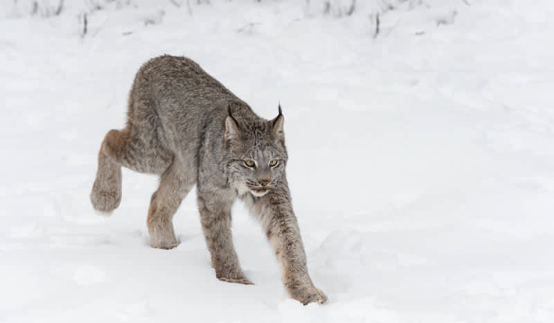 Video: Rare Michigan Lynx Sighting in Family’s Backyard