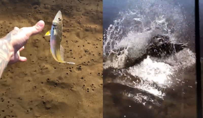 Video: Savage Eagle Catches Fish Dinner After Angler Improperly Practices Catch & Release