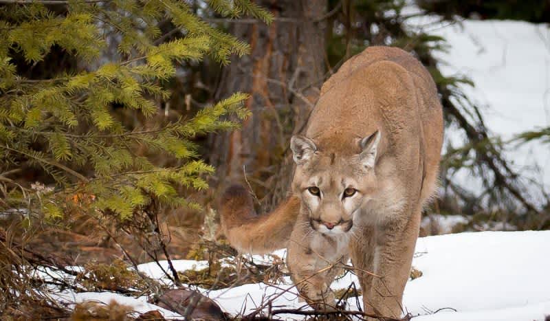 Trail Runner Suffocates Attacking Mountain Lion, Kills Animal in Self Defense