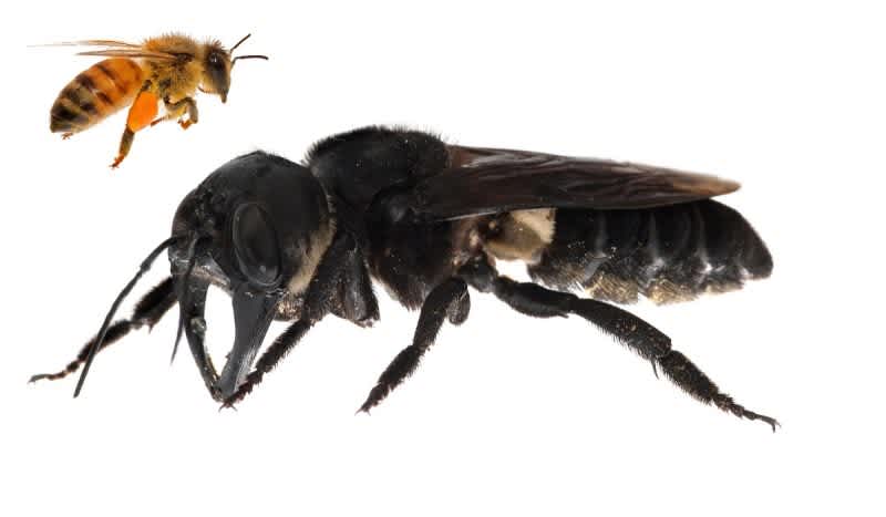 Wallace’s Giant Bee – A Bee The Size of Your Thumb – Rediscovered For First Time in Decades