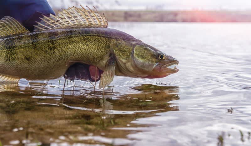 Walleye Lottery Offers Cash Prizes, Gets Anglers Involved in New Fish and Game Research Program