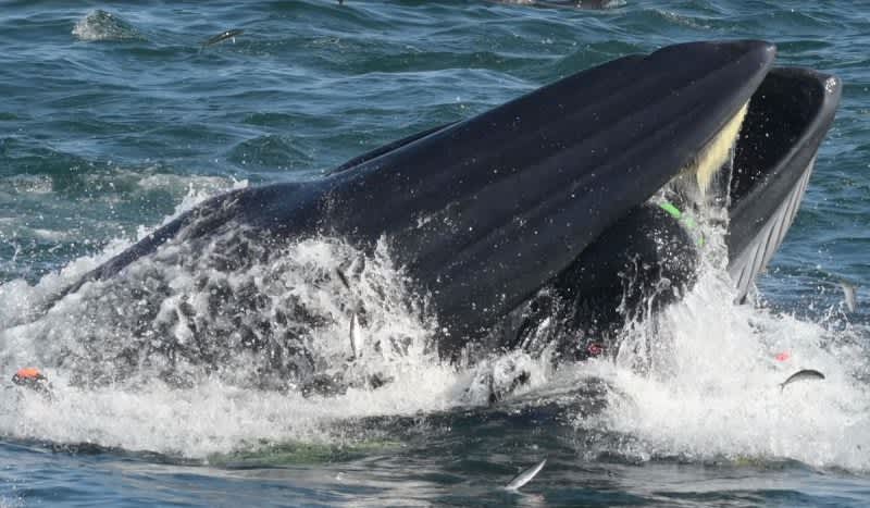 Video: Scuba Diver Scooped Up in Bryde’s Whale’s Mouth Lives to Tell the Tale