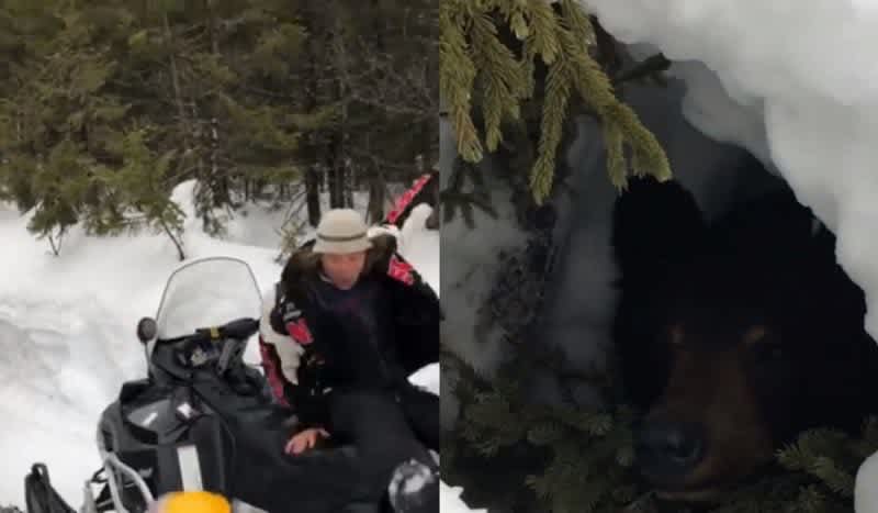 Video: Snowmobiler Gets a Shock After Discovering Bear Den Along Trail