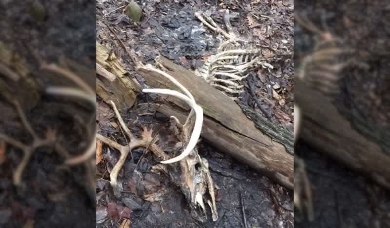 Wild Video Shows Mature Buck Crushed by Fallen Tree