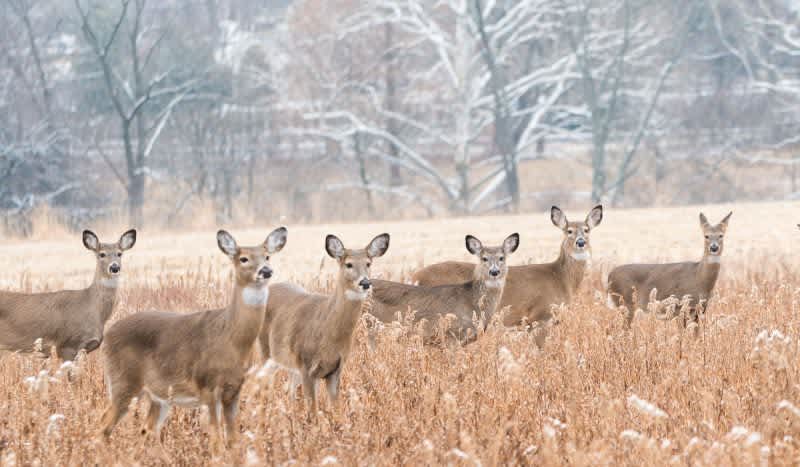 Minnesota Governor Proposes $4.5 Million Funding Package to Fight CWD in the State