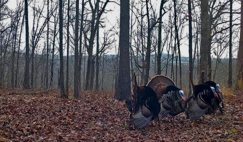 So, You Think You Are a Good Turkey Hunter?