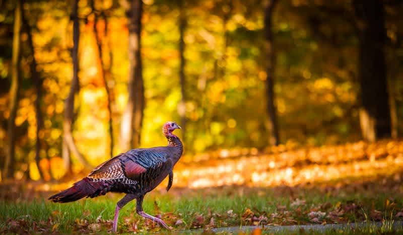 Top 5 New Turkey Products for Tagging a Tremendous Tom