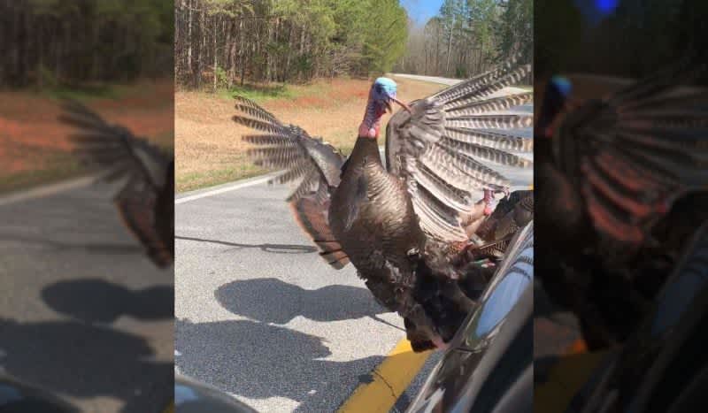 Video: Watch a Rafter of Turkeys Go After This Guy’s Corvette