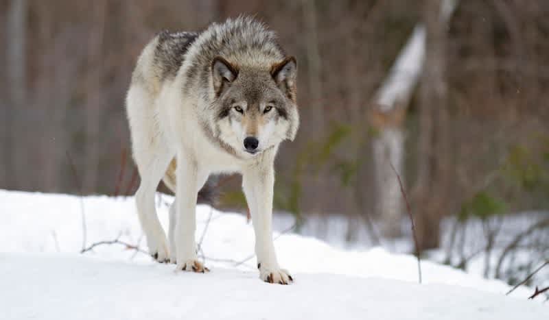 Acting Interior Secretary Announces Proposal to Remove Gray Wolves from Federal Protections