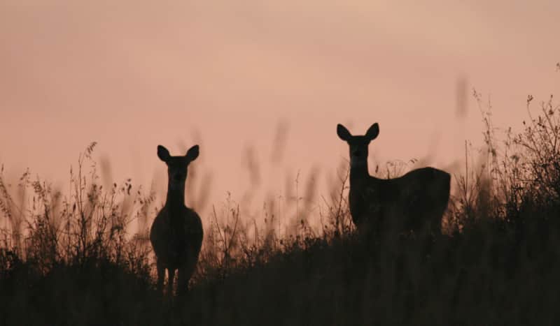 Manitoba: An Often-overlooked Destination for Whitetail Deer Hunting