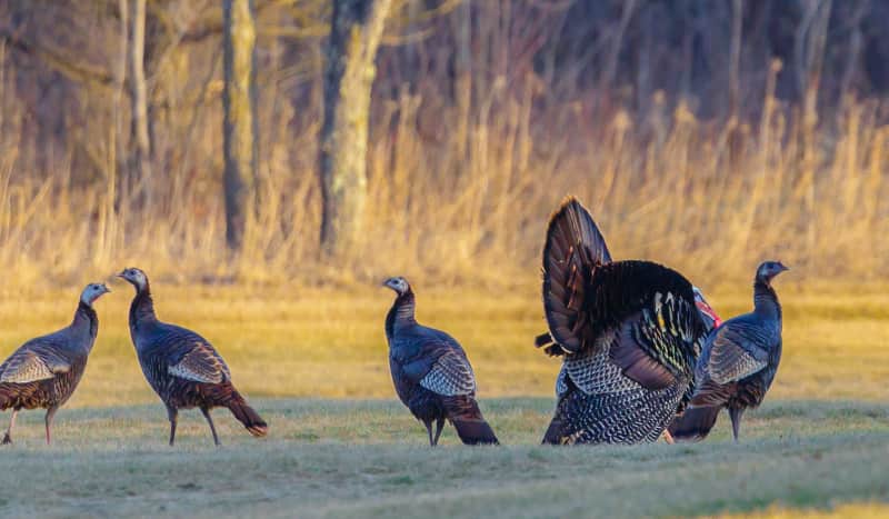 Turkey Hunters: Watch Out for the Bearded Lady