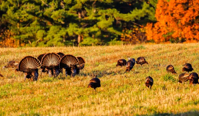 Top 10 Guns for Turkey Hunting (5th – 1st Place)