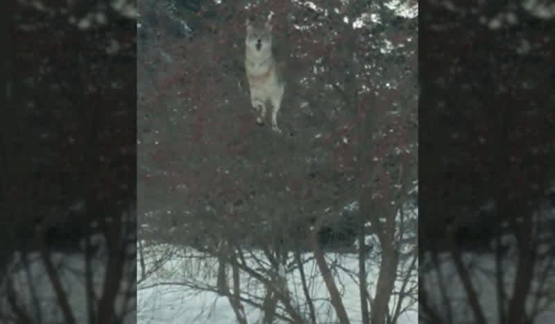 Viral Video Shows Tree-Climbing Coyote Perched in an Apple Tree Enjoying Some Snacks