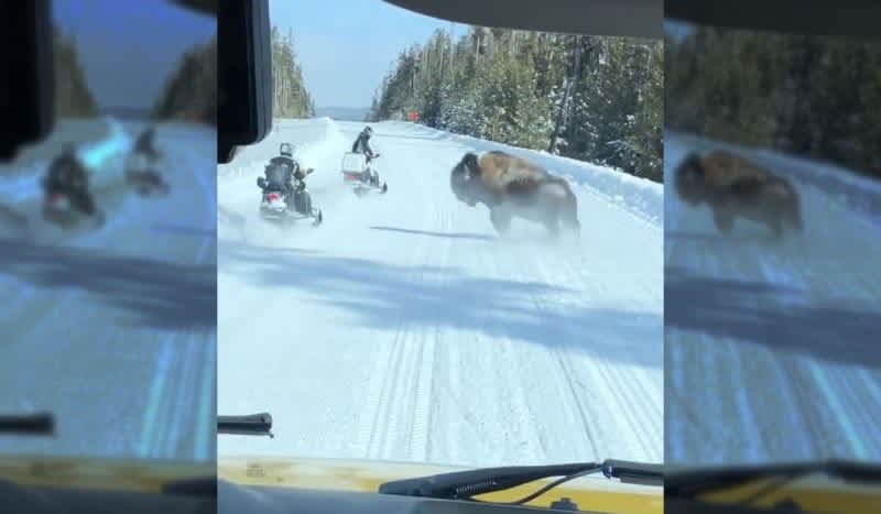 Video: Unruly Bison Gives Snowmobilers in Yellowstone a Hard Time