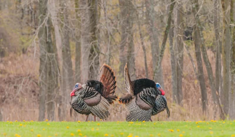 Don’t be a Turkey! Know your Shot Size & What’s in your Shotgun Shells