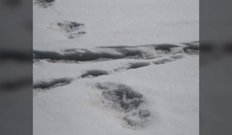 Indian Army Mocked on Twitter for Posting Photos of Abominable Snowman Footprints