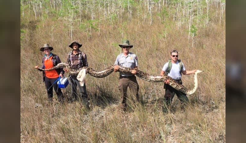 Record Setting 17-Foot Python Captured at Big Cypress National Preserve