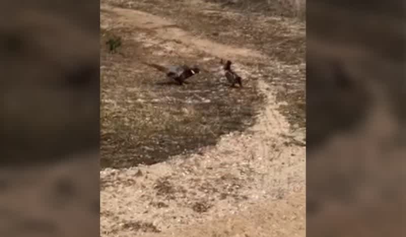 Video: Pheasant Goes Up Against a Cranky Grouse and Instantly Regrets It