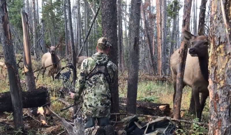Video: Bowhunter Stays Frozen While Cow Elk Gets Up Close & Personal