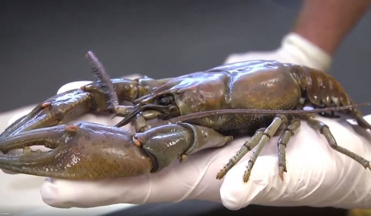 Video: Jumbo-Size Crayfish Found in Kentucky Water Intake Plant