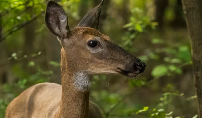 Legislators to Vote on Lifting Michigan Deer Baiting Ban for Next Hunting Season