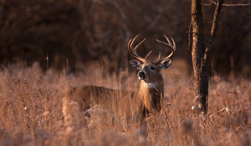 Pennsylvania Deer Hunting Opener Moved