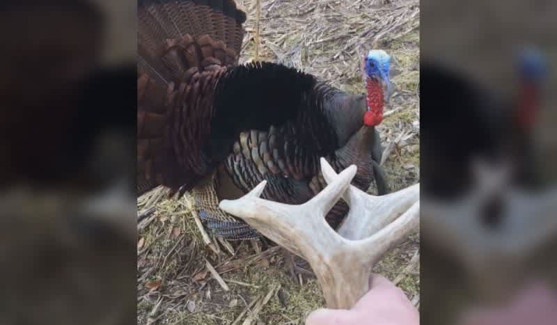 When Turkeys Attack: Illinois Shed Hunter Has Tom Turkey Encounter He Won’t Soon Forget