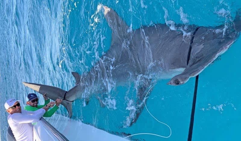 Video: Greg Norman Catches World Record Size Hammerhead Shark Fishing With BlacktipH