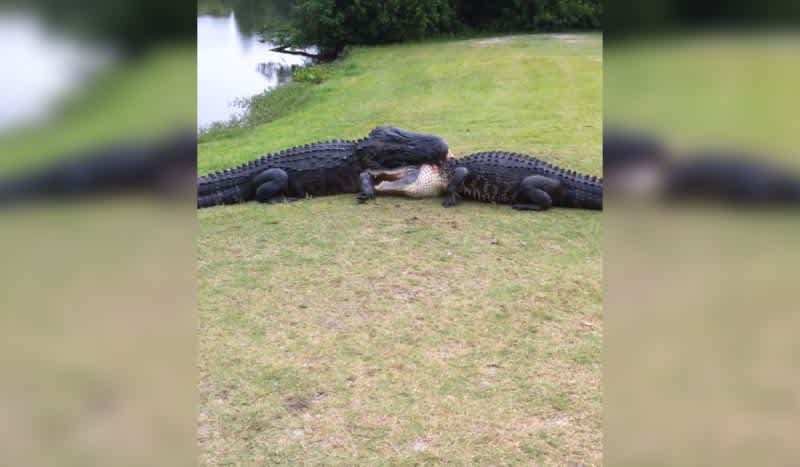 Video: Florida Golfers Walk in on Two Alligators Viciously Fighting Next to Tee Box