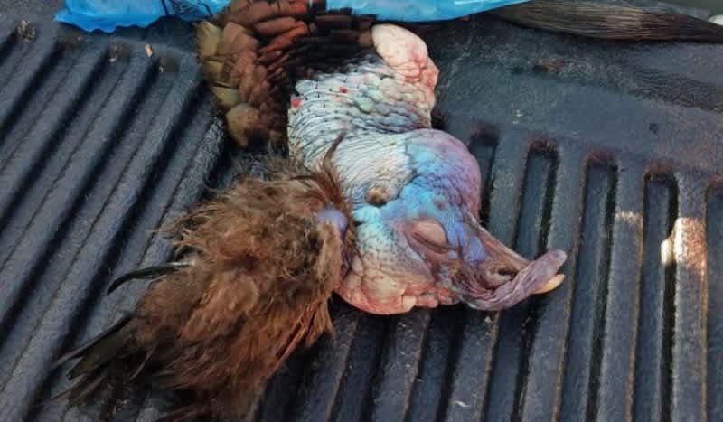 This Bizarre Gobbler Had Bone & Feathers Growing From its Head
