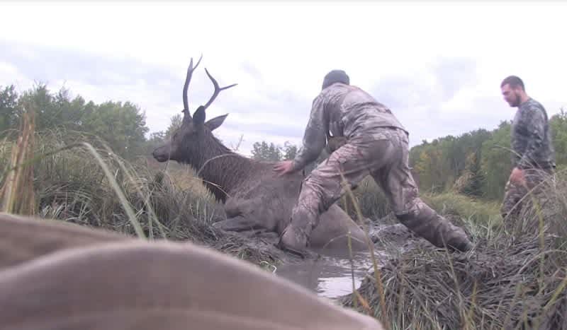 Watch Two Brave Hunters Rescuing an Elk from a Deep Mud Pit