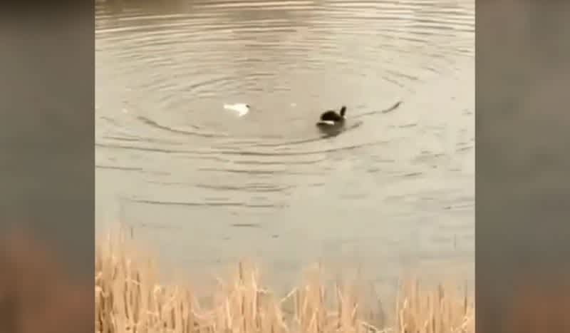 Video: Canada Goose Lays Smackdown On Another Bird After Bombarding Its Nest