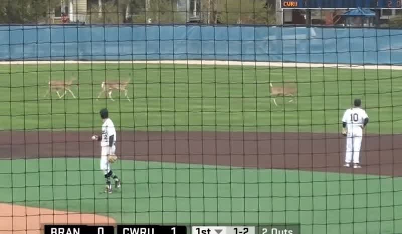 Watch: 3 Deer Interrupt College Baseball Game