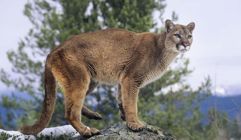 3 Montana Men Sentenced for Illegal Mountain Lion Hunt in Yellowstone National Park