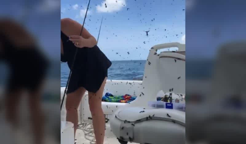 When Lovebugs Invade: Florida Couple’s Fishing Trip Interrupted by Lovebug Swarm