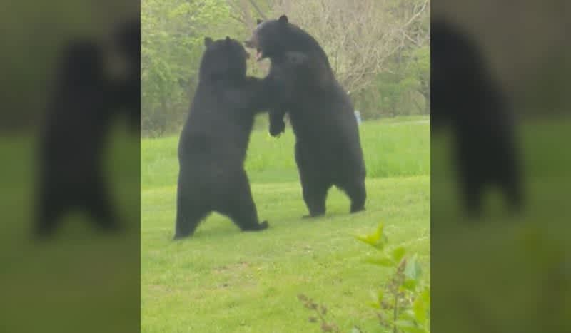 New Jersey Bear Brawl: Two Black Bears Exchange Blows in Resident’s Front Yard