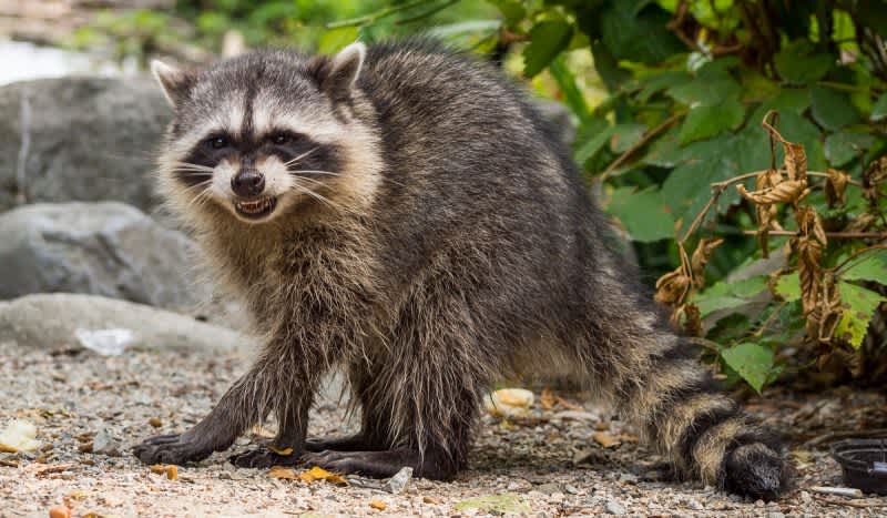 Caught on Camera: Pet Raccoon Attacks Two Children in Clinton Township