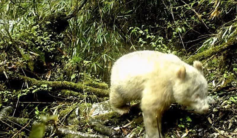 Spotless Albino Panda Caught on Camera for Very First Time