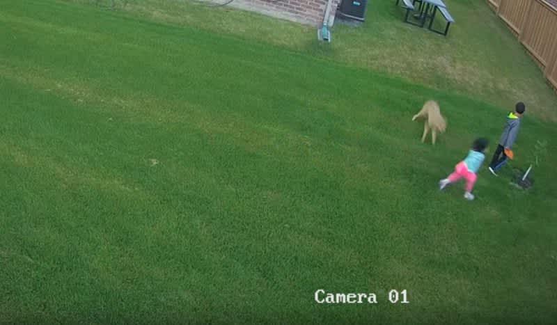 Video: Backyard Coyote Attack Caught on Security Camera