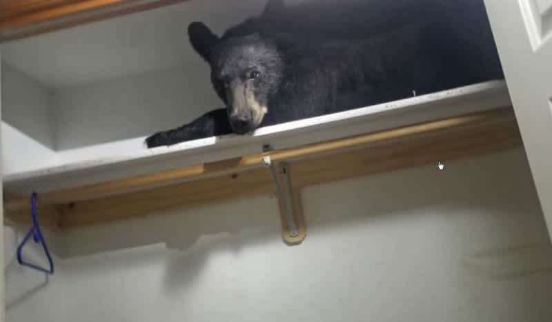Black Bear Ransacks Home, Then Takes Snooze on Closet Shelf