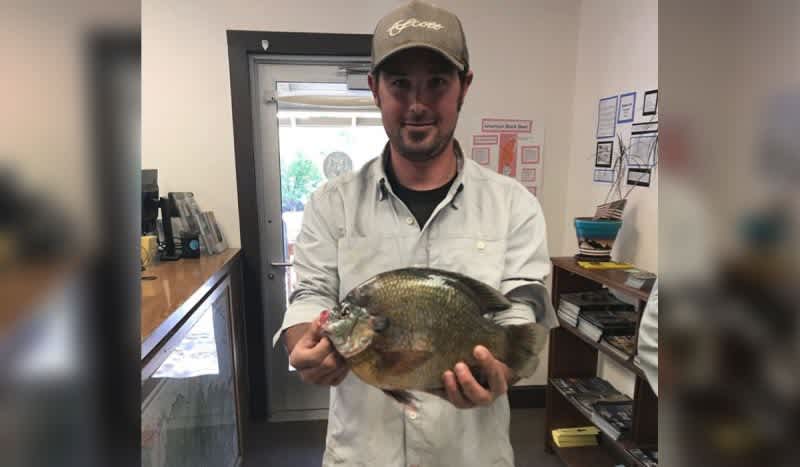 New State Record: Angler Catches Colorado’s Biggest Bluegill Ever While Fly Fishing for Pike