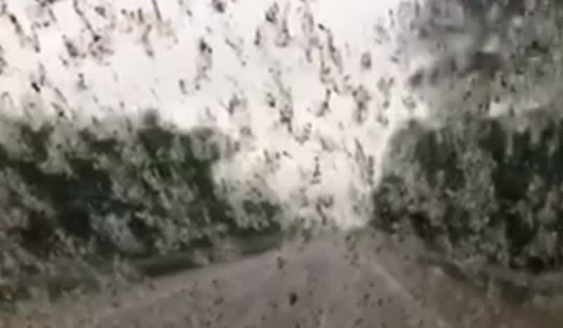 Woman Records Video While an Insane Swarm of Bugs Splatter Her Windshield