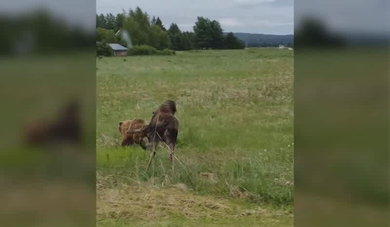 Video: Cow Moose Shows Bear in Pursuit of Calf Who’s Boss
