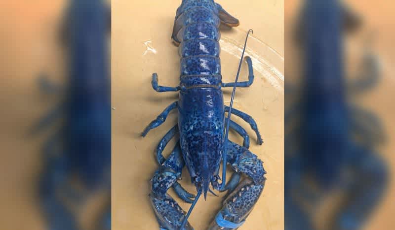 Massachusetts Bar Donates Rare Blue Lobster to St. Louis Aquarium in Honor of Stanley Cup Champs