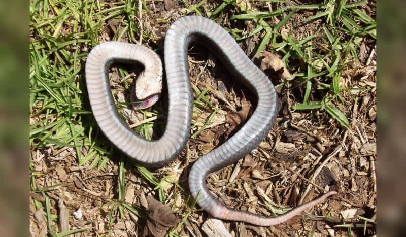 No, Eastern Hognose Snakes Aren’t ‘Zombies’ They’re Just Freakishly Good at Playing Dead
