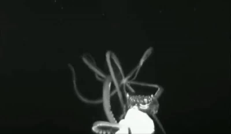 Eerie Video Shows Giant Squid Caught on Camera in U.S. Waters for First Time