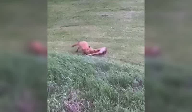 Video: Man Films Fox and Baby Fawn in a Backyard Brawl