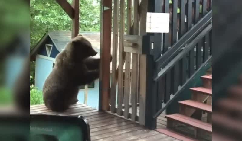 Garbage Can Robbery: Relentless Brown Bear Rips Deck Apart to Rummage Through the Trash
