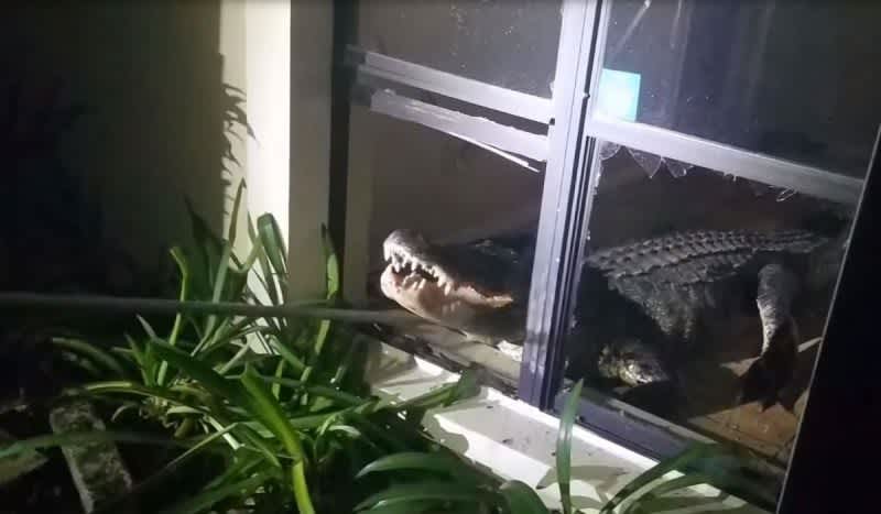 Gator Invader: 11-Foot Alligator Breaks into Florida Woman’s Home