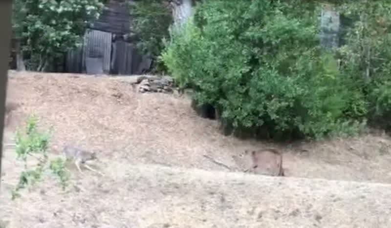 Video: Mountain Lion vs. Coyote Standoff Caught on Video